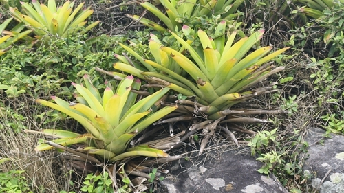 Neoregelia cruenta, photograph 3