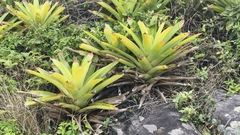 (c) fmunoz, some rights reserved (CC BY) Neoregelia cruenta, photograph (c) fmunoz, some rights reserved (CC BY)