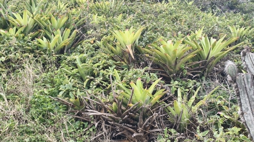 Neoregelia cruenta, photograph 4