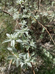 Elaeagnus angustifolia