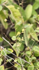 (c) fmunoz, some rights reserved (CC BY) Sidastrum paniculatum, photograph (c) fmunoz, some rights reserved (CC BY)