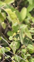 (c) fmunoz, some rights reserved (CC BY) Sidastrum paniculatum, photograph (c) fmunoz, some rights reserved (CC BY)