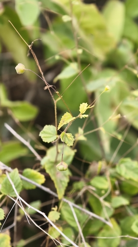 Sidastrum paniculatum, photograph 3