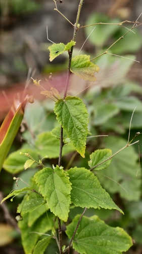 Sidastrum paniculatum, photograph 4