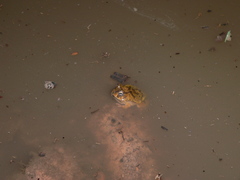 Pleurodema brachyops