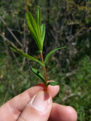 Hypericum sphaerocarpum