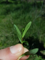 Hypericum sphaerocarpum