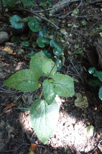 Scutellaria altissima, photograph 1