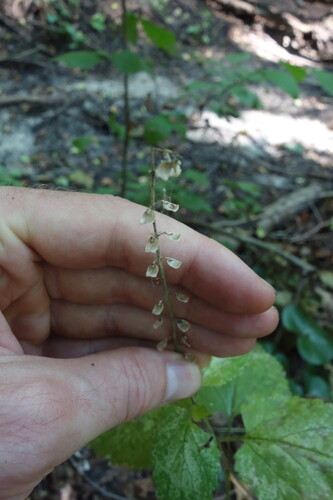 Scutellaria altissima, photograph 2