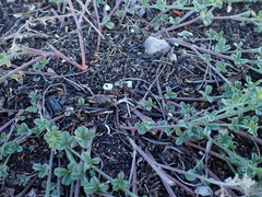 Indigofera glaucescens