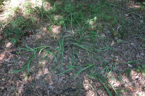 Iris aphylla, photograph 4