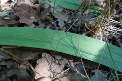 Iris aphylla, photograph (c) Aleksei Baushev, some rights reserved (CC BY)
