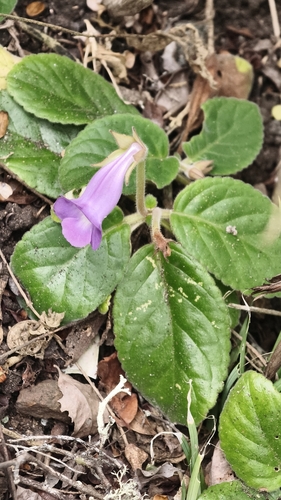 Sinningia speciosa