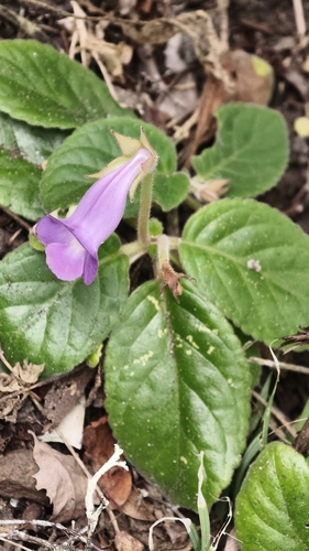 Sinningia speciosa