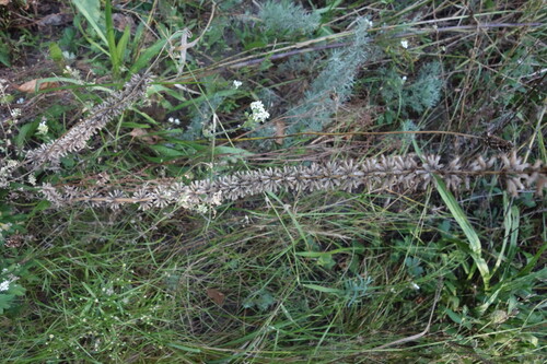 Dracocephalum thymiflorum, photograph 6