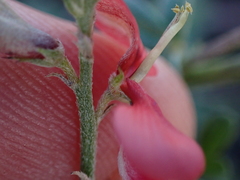 Indigofera glaucescens