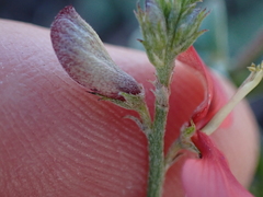 Indigofera glaucescens