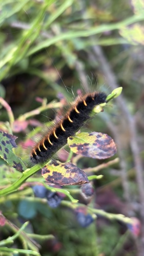Fox Moth