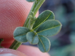 Indigofera glaucescens