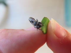 Megachile