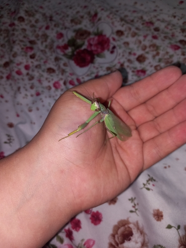 Transcaucasian Giant Mantis