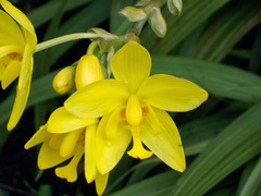 Spathoglottis gracilis