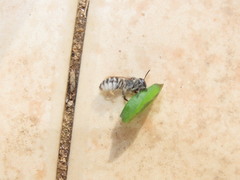 Megachile