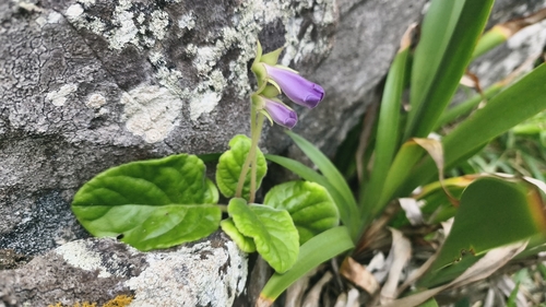 Sinningia speciosa