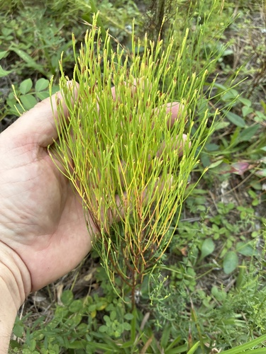 pineweed