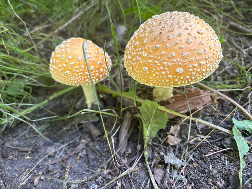 Fly Agaric · August 2026 · photo: Photo: no rights reserved · iNaturalist