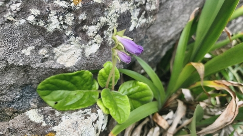 Sinningia speciosa