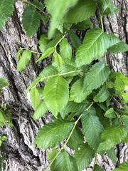 Ulmus