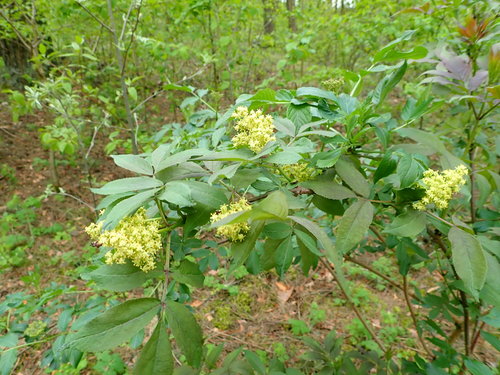 Raudonuogis šeivamedis