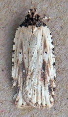 Agonopterix atrodorsella