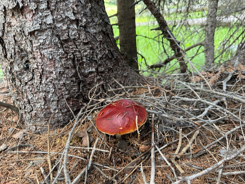 Ruby Porcini · August 2026 · photo: Photo: (c) Michael Tidwell, some rights reserved (CC BY) · iNaturalist