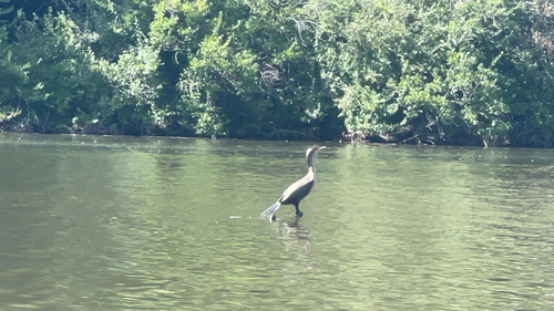 Double-crested Cormorant