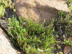 Selaginella corallina