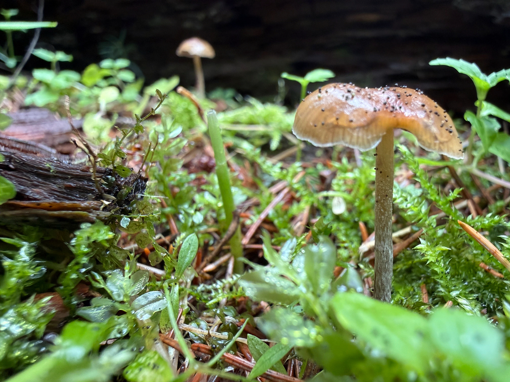 Psilocybe sp. 'PNW02' · August 2026 · photo: Photo: (c) Michael Tidwell, some rights reserved (CC BY) · iNaturalist