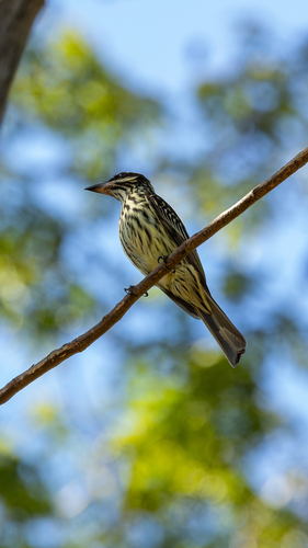 Streaked Flycatcher