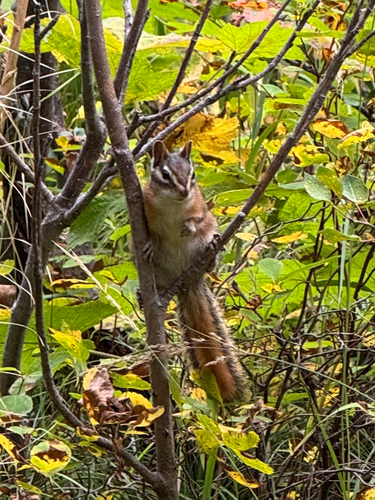 Red-tailed Chipmunk observed by gina-genduso