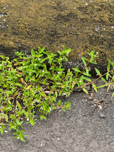 Oldenlandia corymbosa observed 2026-08-22