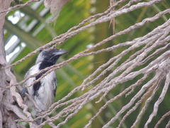 Sakesphorus canadensis