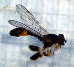 Sphegina