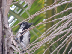 Sakesphorus canadensis