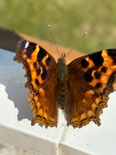 Compton Tortoiseshell