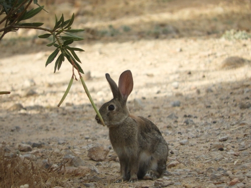 Iberian Rabbit