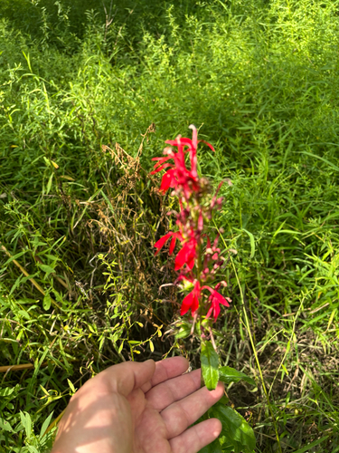 iNaturalist observation photo of cardinal flower