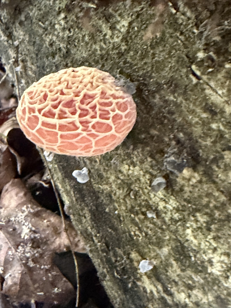 Rhodotus reticeps · August 2026 · photo: Photo: (c) Julie Travaglini, some rights reserved (CC BY) · iNaturalist