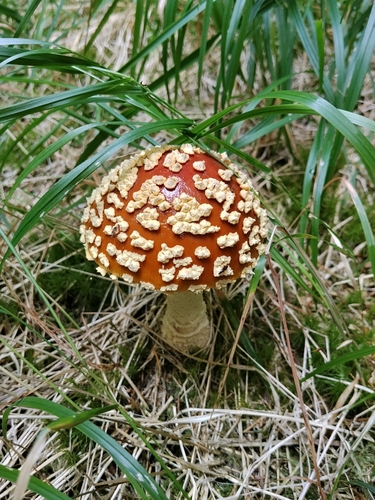 Royal fly agaric