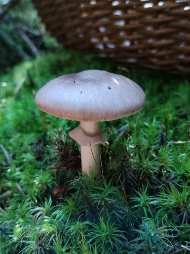 Grey-veiled Amanita